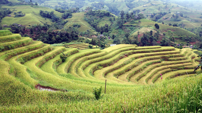 Chăm sóc sân vườn, duy trì sân vườn, bảo dưỡng sân vườn, bảo dưỡng sân vườn cây xanh, chăm sóc thảm cỏ, bảo dưỡng thảm cỏ, bảo dưỡng hồ Koi, vệ sinh hồ Koi